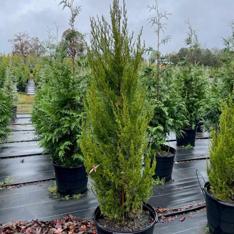 Spartan Chinese Juniper
