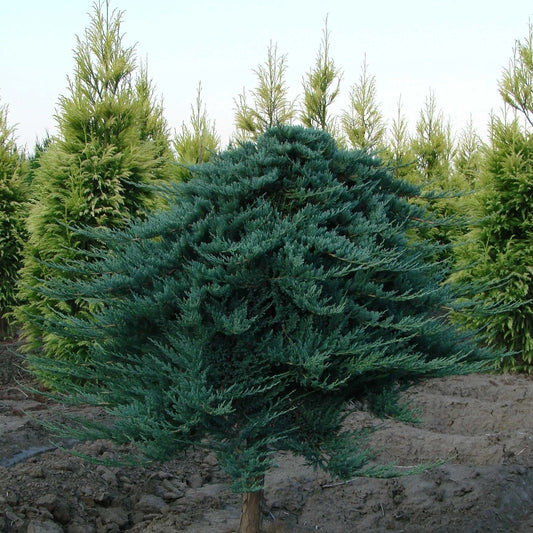 Blue Chip Juniper