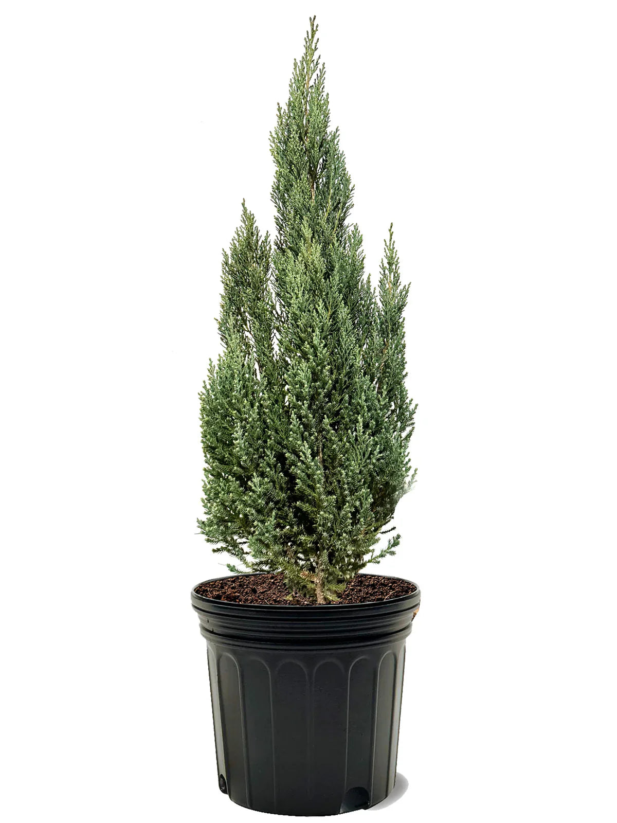 Juniper - Blue Point