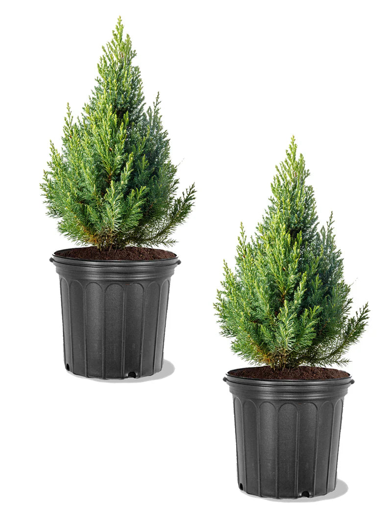 Juniper - Blue Point