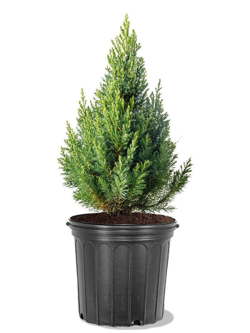 Juniper - Blue Point
