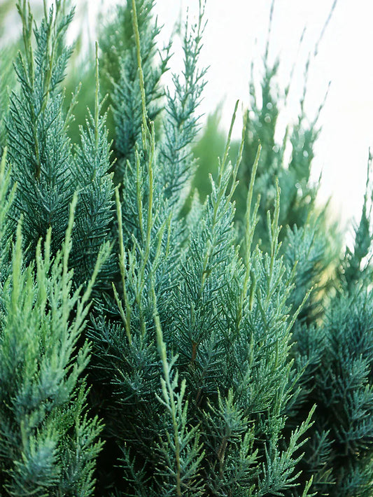 Juniper - Blue Point
