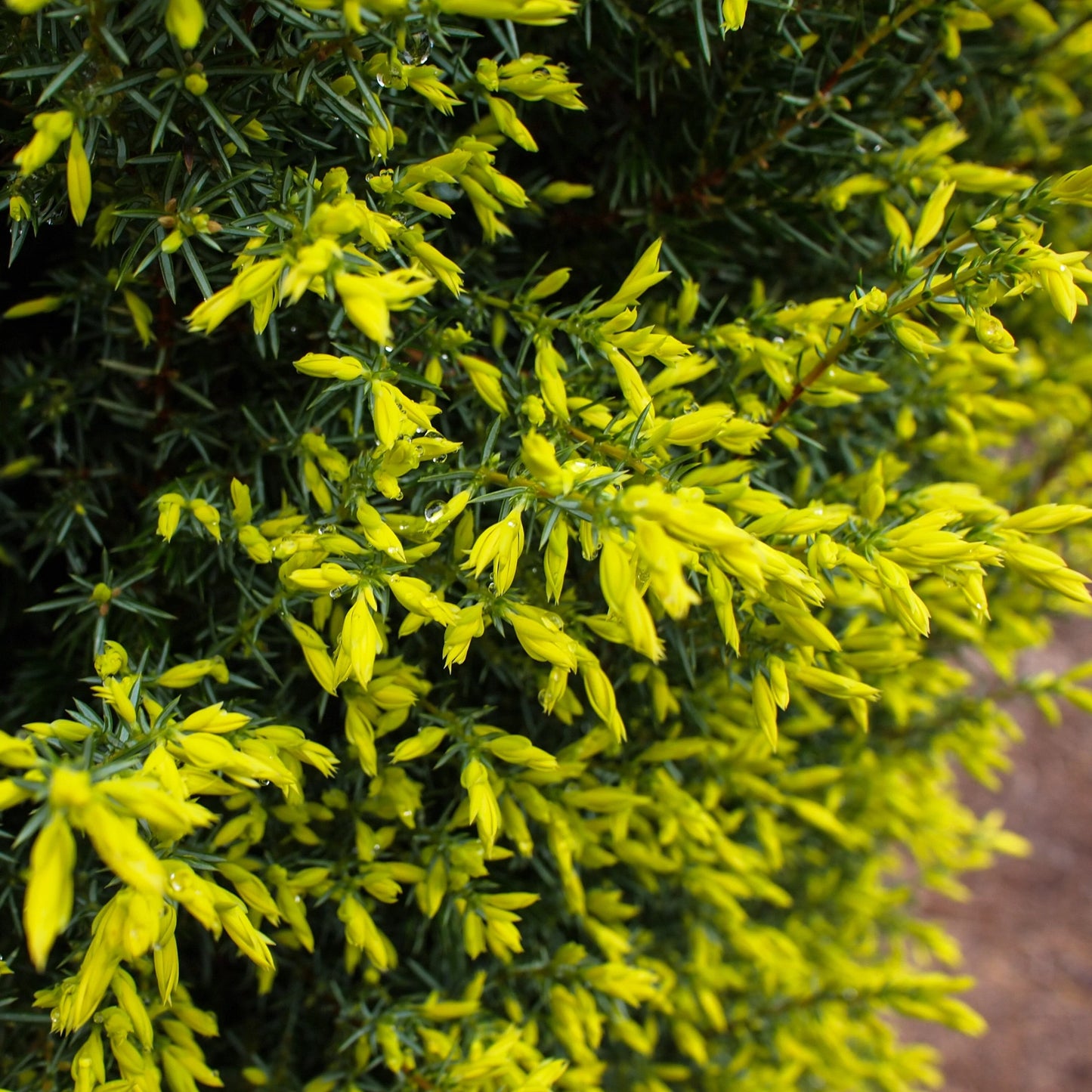 Gold Cone Juniper