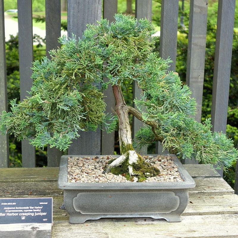 Bar Harbor Juniper