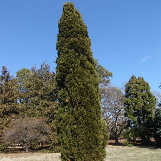 Spartan Chinese Juniper