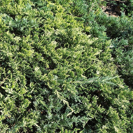 Golden Carpet Creeping Juniper