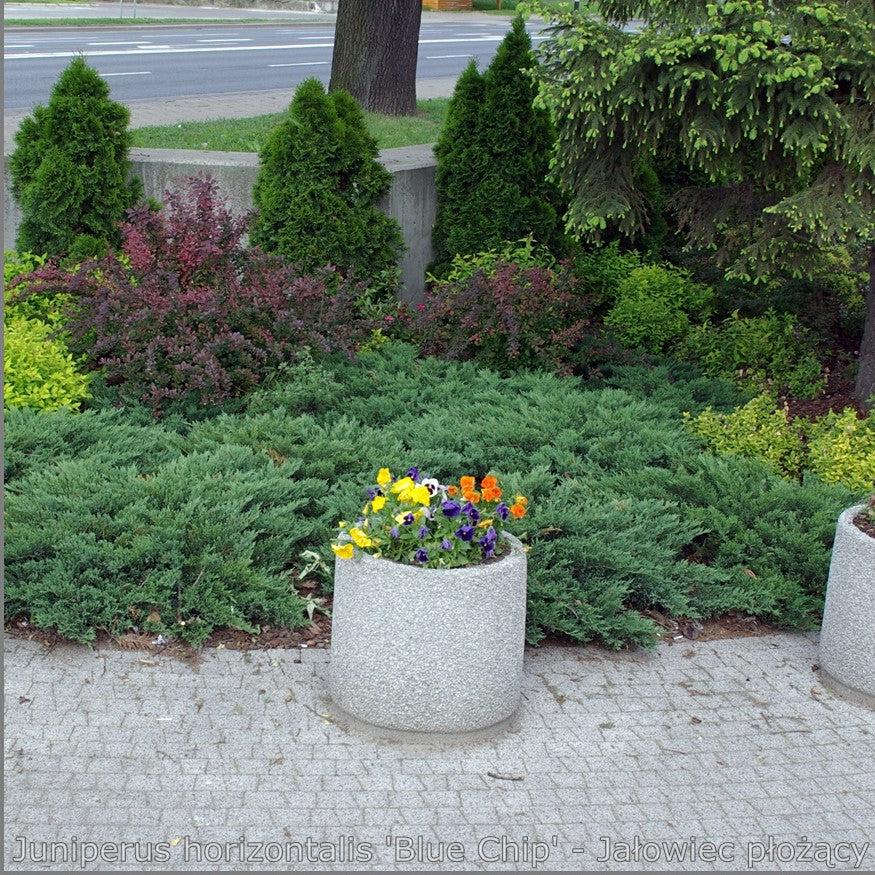 Blue Chip Juniper