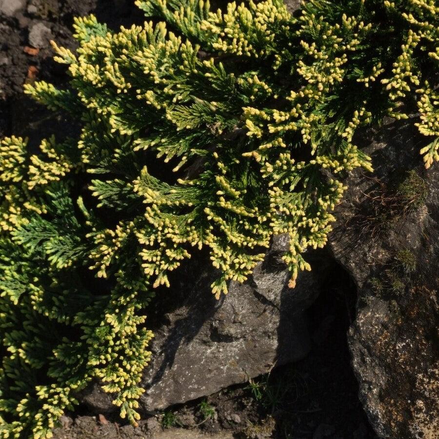 Golden Carpet Creeping Juniper