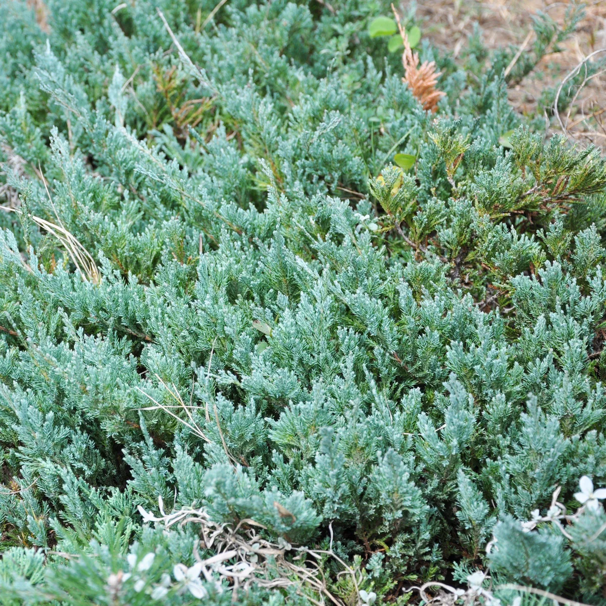 Youngstown Creeping Juniper