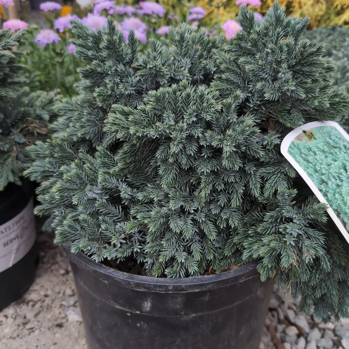 Blue Star Juniper