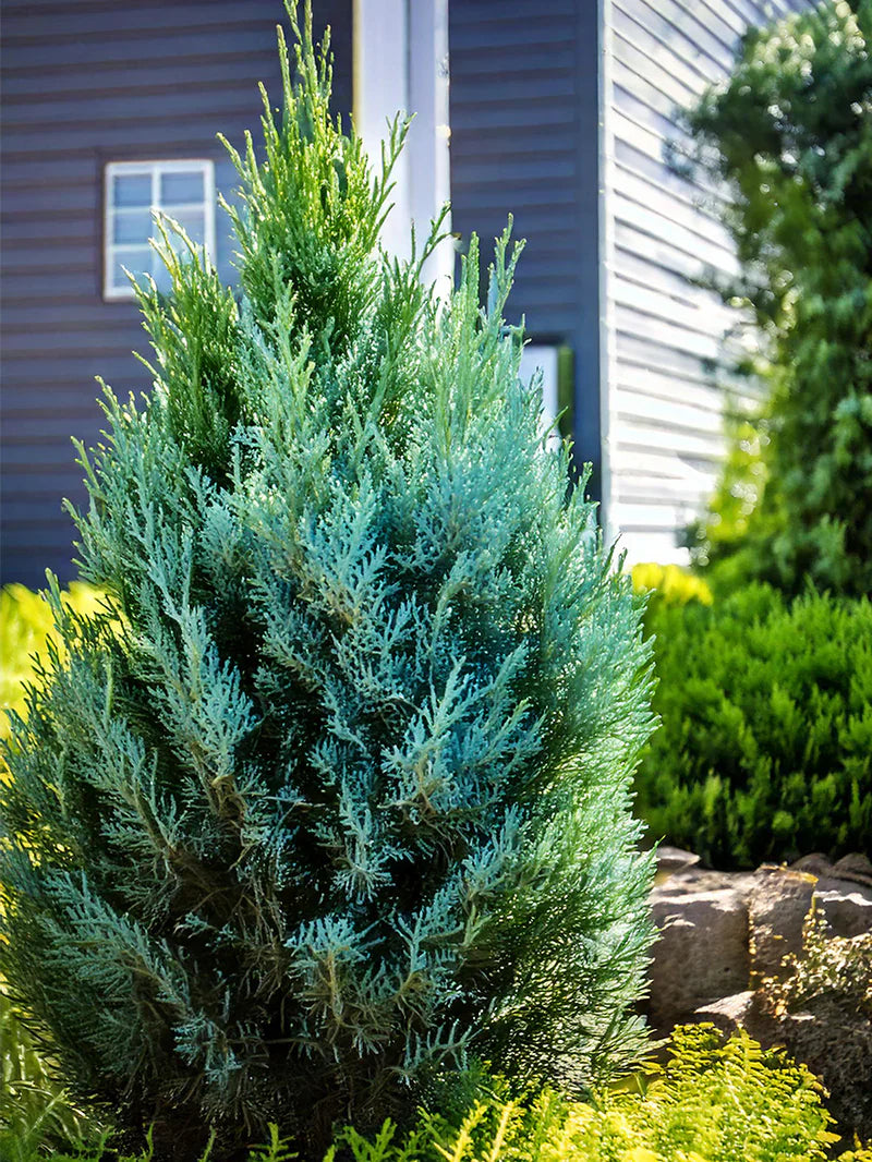 Juniper - Blue Point