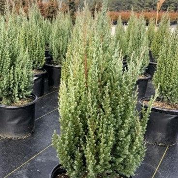 Blue Point Juniper