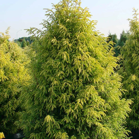 Gold Cone Juniper