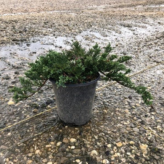 Blue Rug Juniper