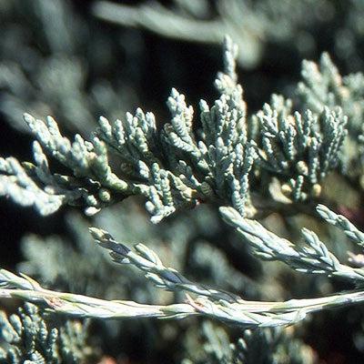 Bar Harbor Juniper