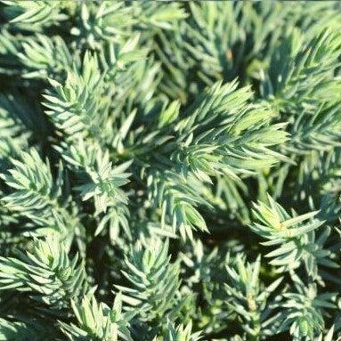 Blue Star Juniper