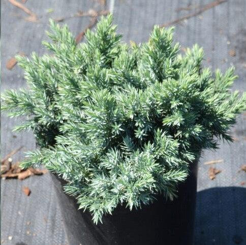 Blue Star Juniper