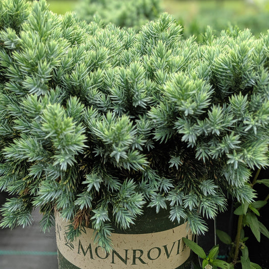 Blue Star Juniper