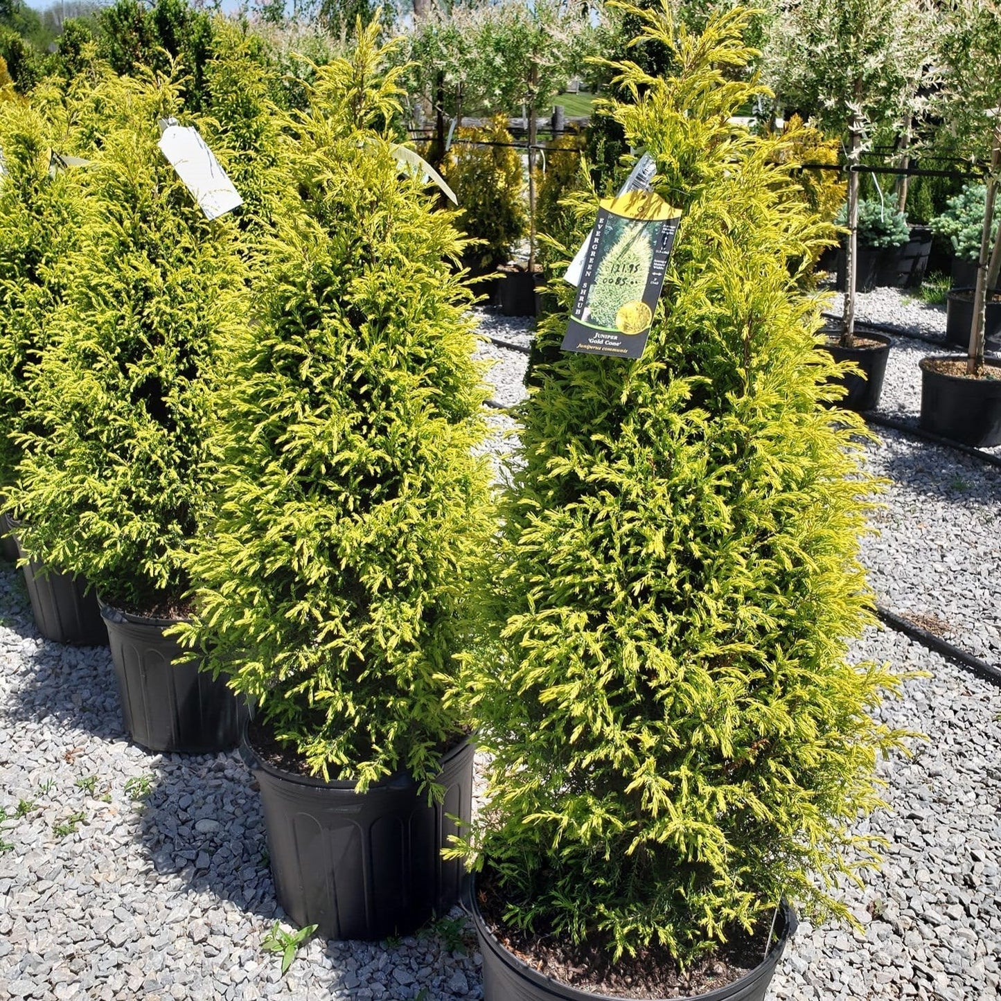 Gold Cone Juniper