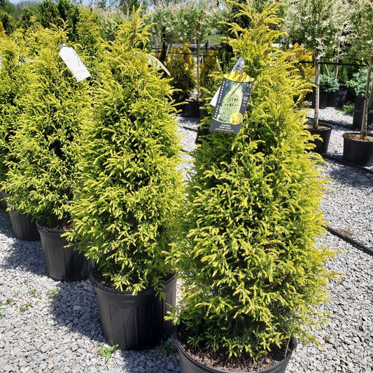 Gold Cone Juniper