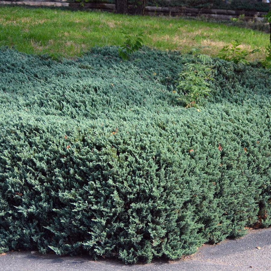Bar Harbor Juniper