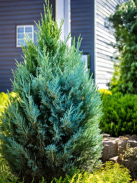Juniper - Blue Point