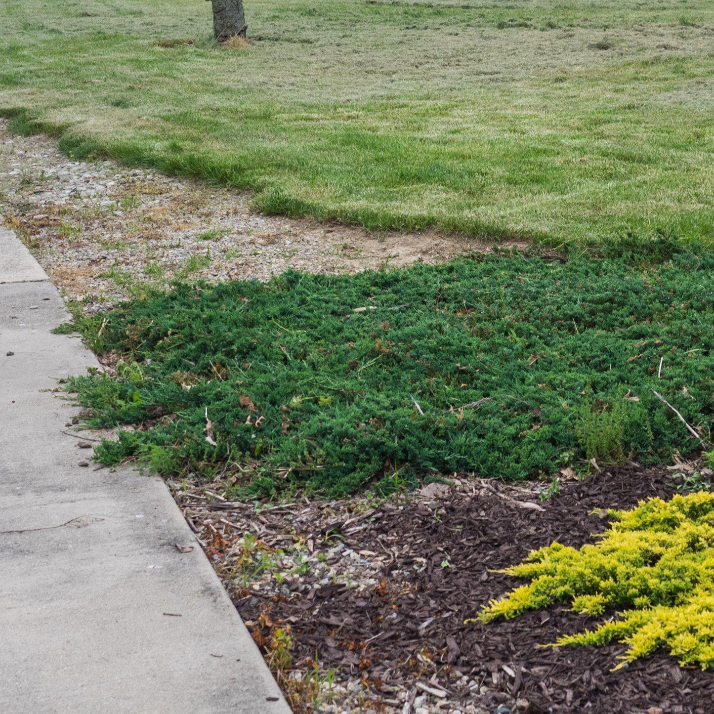 Blue Rug Juniper
