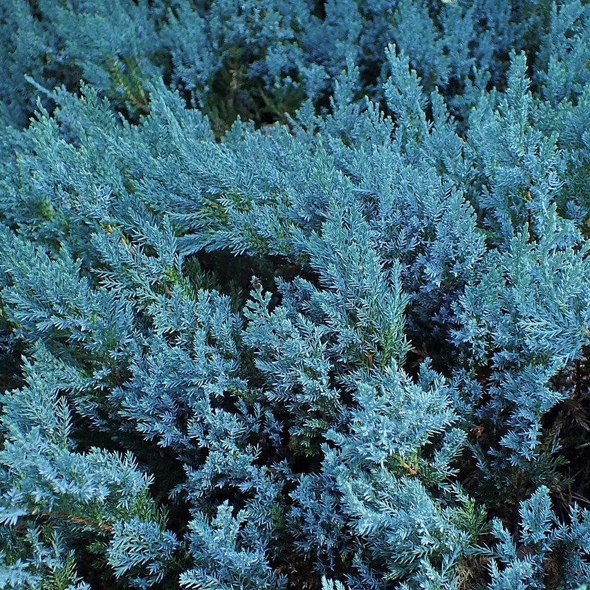 Blue Chip Juniper
