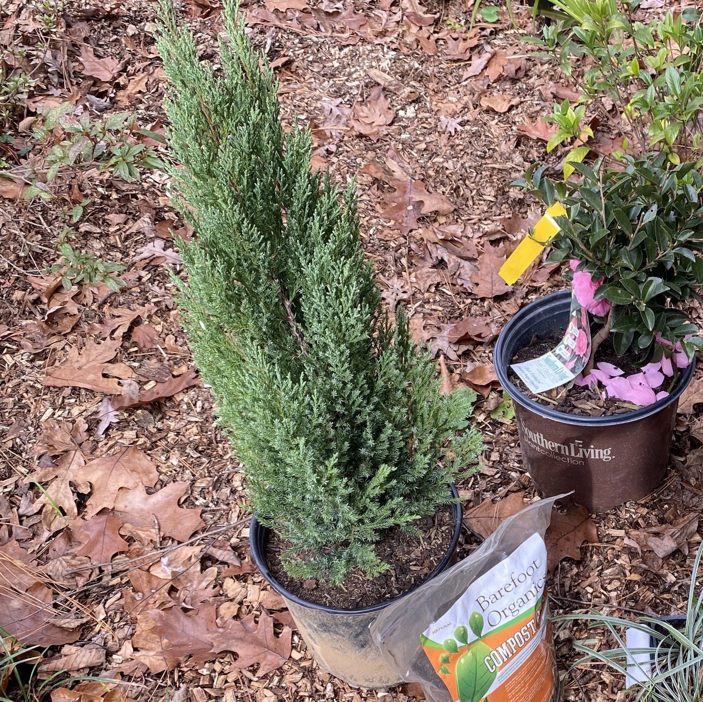 Blue Point Juniper