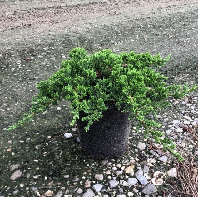 Japanese Garden Juniper