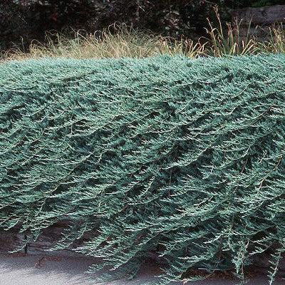 Bar Harbor Juniper