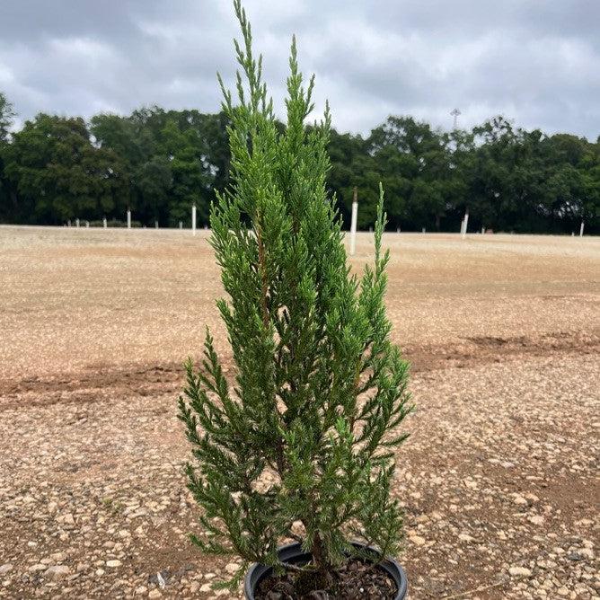 Blue Point Juniper