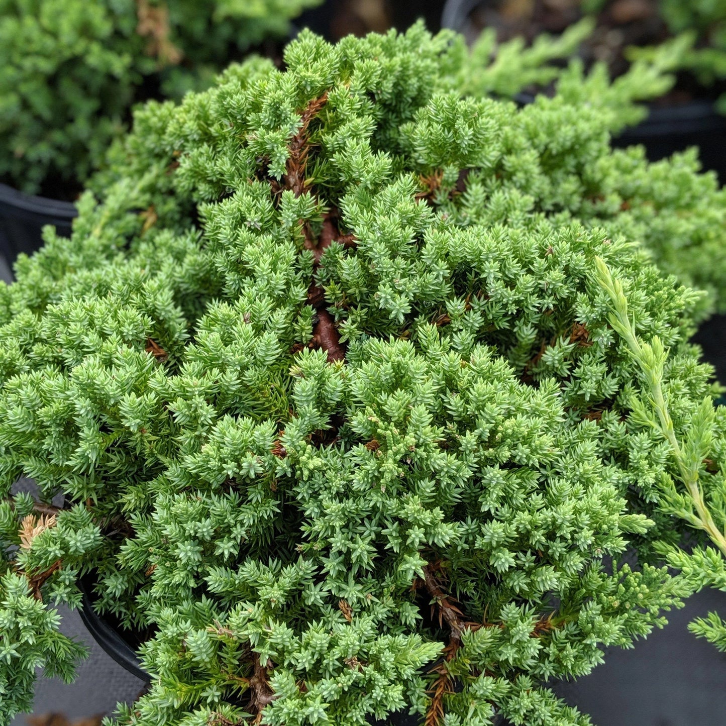 Japanese Garden Juniper