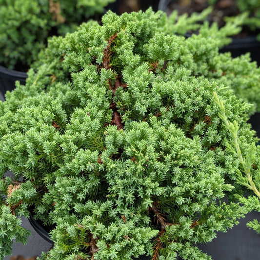 Japanese Garden Juniper